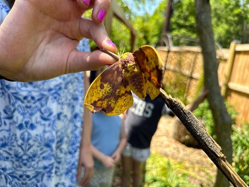 Imperial moth being held on a stick