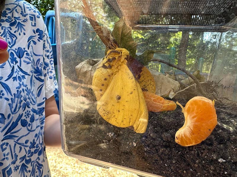 Imperial Moth in tank