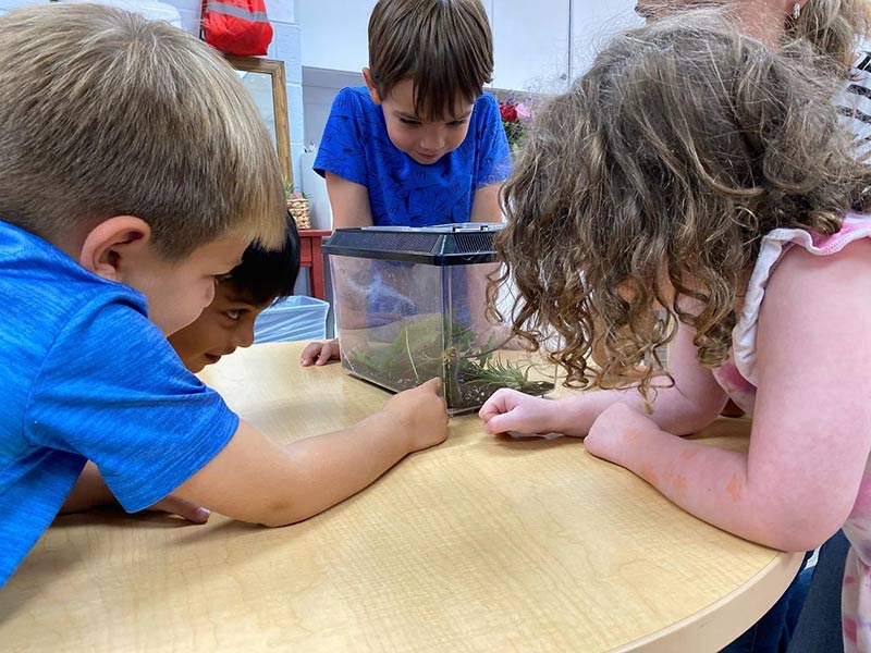 Primary school stduents watching caterpillar in tank